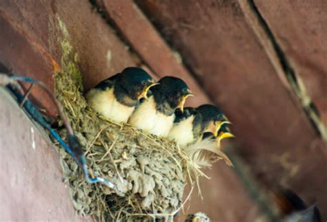 燕子入屋|屋企有自來鳥搞唔掂？自來雀風水好？燕子入屋風水極。